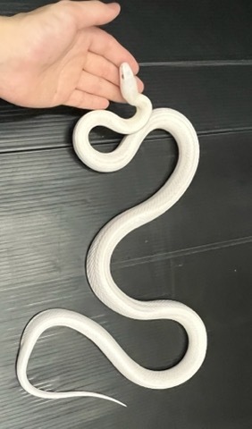 ヘビの商品一覧 | 爬虫類小動物の買取＆販売 ルームズー