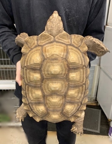 リクガメの商品一覧 | 爬虫類小動物の買取＆販売 ルームズー