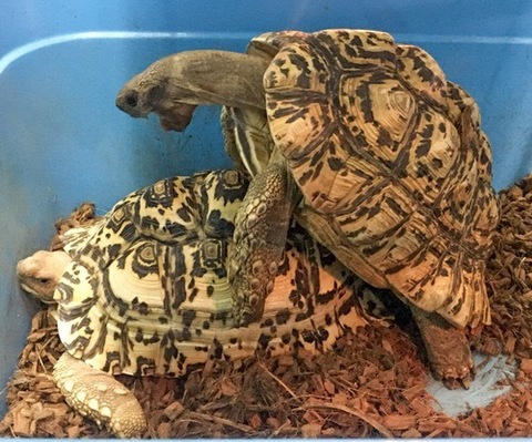 リクガメの商品一覧 | 爬虫類小動物の買取＆販売 ルームズー