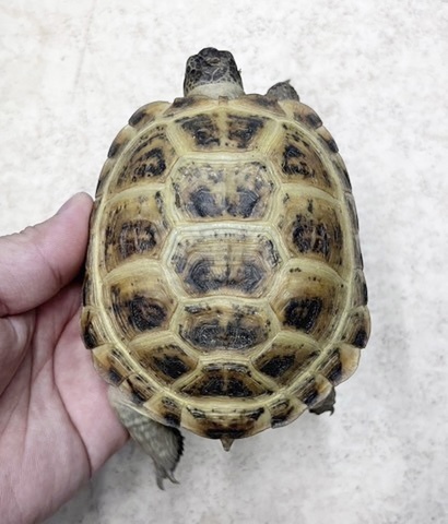 リクガメの商品一覧 | 爬虫類小動物の買取＆販売 ルームズー
