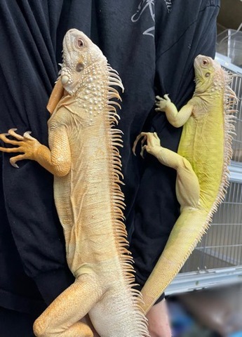 商品一覧 | 爬虫類小動物の買取＆販売 ルームズー