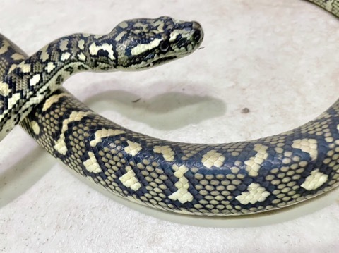 蛇26 ヘビの商品一覧 | 爬虫類小動物の買取＆販売 ルームズー