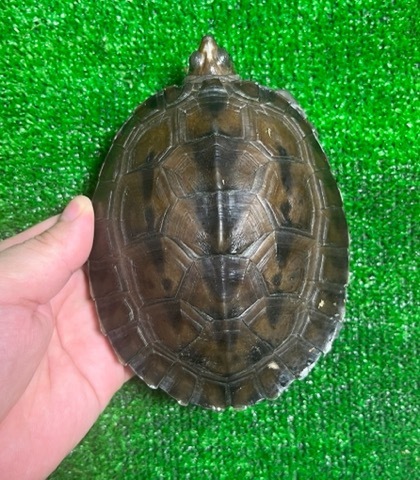 商品一覧 | 爬虫類小動物の買取＆販売 ルームズー