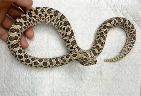 8410 セイブシシバナヘビ　アークティック　アダルト♂