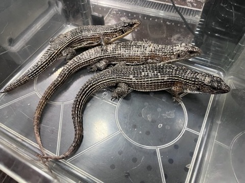 未分類の商品一覧 | 爬虫類小動物の買取＆販売 ルームズー