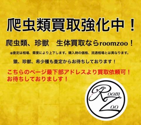 爬虫類買取&下取り強化中！