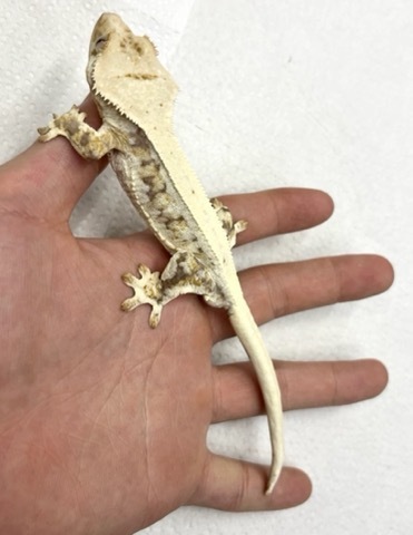 ヤモリ、トカゲモドキの商品一覧 | 爬虫類小動物の買取＆販売 ルームズー