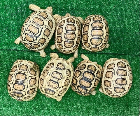 リクガメの商品一覧 | 爬虫類小動物の買取＆販売 ルームズー