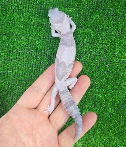 商品一覧 | 爬虫類小動物の買取＆販売 ルームズー