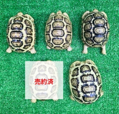 リクガメの商品一覧 | 爬虫類小動物の買取＆販売 ルームズー