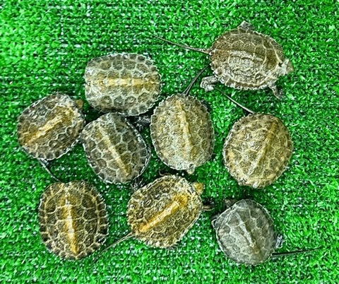 商品一覧 | 爬虫類小動物の買取＆販売 ルームズー