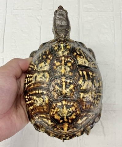 ミズガメ、ハコガメ、ヤマガメの商品一覧 | 爬虫類小動物の買取＆販売