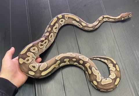 爬虫類小動物の買取＆販売 ルームズー