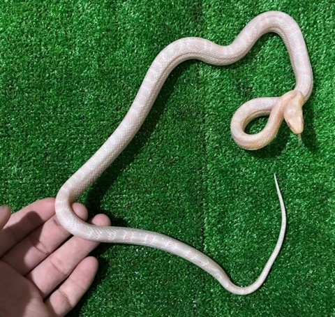 ヘビの商品一覧 | 爬虫類小動物の買取＆販売 ルームズー ナミヘビ