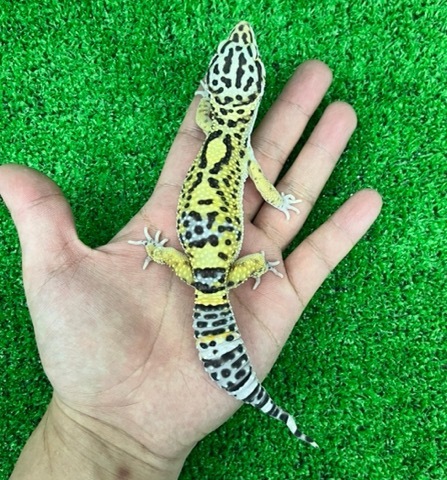 8407 ボールドストライプブラックナイトクロス　♂ 尾先曲がり ヒョウモントカゲモドキ