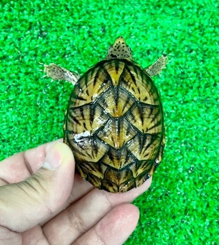 商品一覧 | 爬虫類小動物の買取＆販売 ルームズー