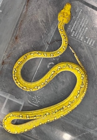 気まぐれ蛇ちゃん Curled Snake Charm