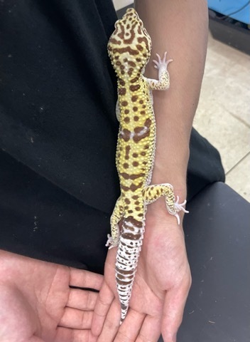 ヤモリ、トカゲモドキの商品一覧 | 爬虫類小動物の買取＆販売 ルームズー