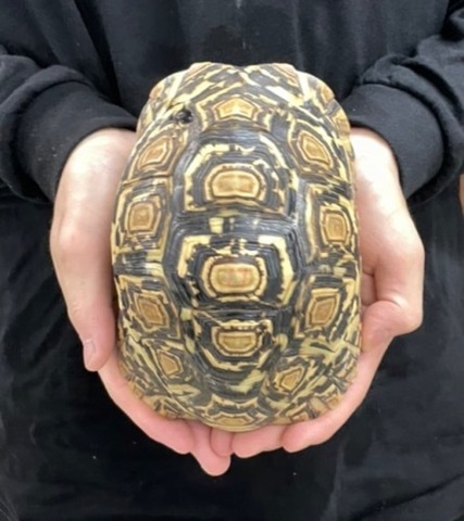 リクガメの商品一覧 | 爬虫類小動物の買取＆販売 ルームズー