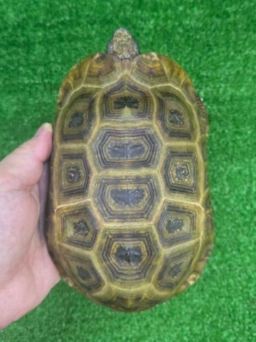 リクガメの商品一覧 | 爬虫類小動物の買取＆販売 ルームズー