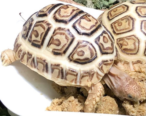 リクガメの商品一覧 | 爬虫類小動物の買取＆販売 ルームズー
