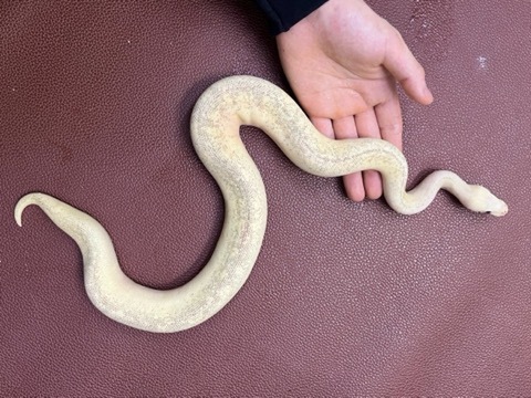 ヘビの商品一覧 | 爬虫類小動物の買取＆販売 ルームズー ボア