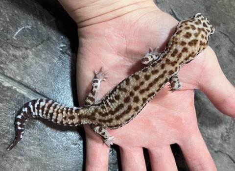 ヤモリ、トカゲモドキの商品一覧 | 爬虫類小動物の買取＆販売