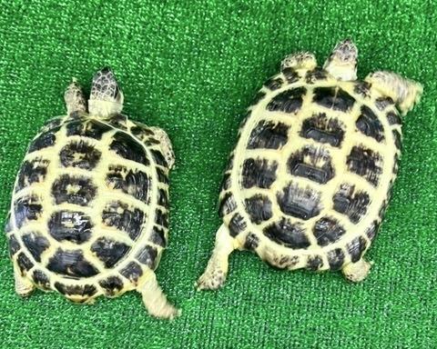 リクガメの商品一覧 | 爬虫類小動物の買取＆販売 ルームズー
