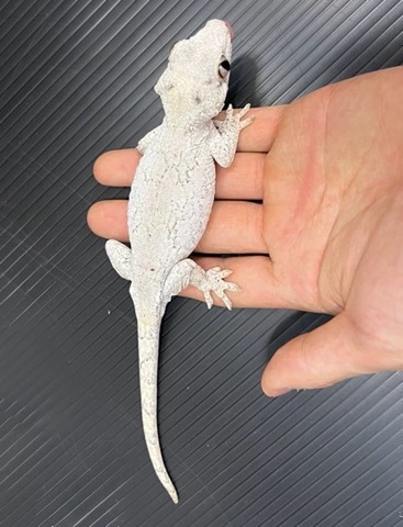 商品一覧 | 爬虫類小動物の買取＆販売 ルームズー