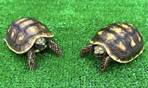 商品一覧 | 爬虫類小動物の買取＆販売 ルームズー
