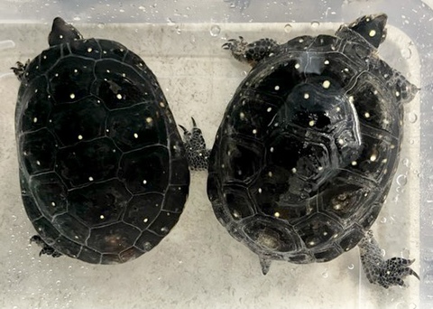 商品一覧 | 爬虫類小動物の買取＆販売 ルームズー