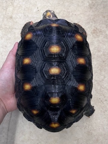リクガメの商品一覧 | 爬虫類小動物の買取＆販売 ルームズー