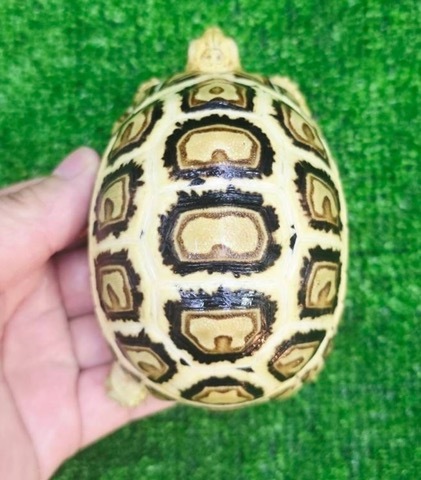 リクガメの商品一覧 | 爬虫類小動物の買取＆販売 ルームズー