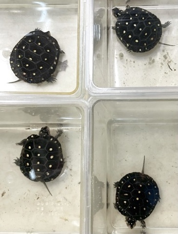 商品一覧 | 爬虫類小動物の買取＆販売 ルームズー