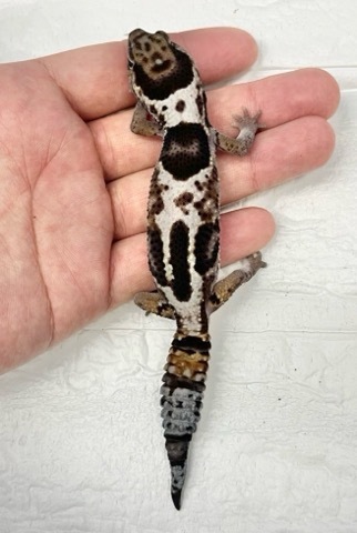 ヤモリの悪魔 悪魔のヤモリ、世界の珍種 | ナショナル ジオグラフィック日本版