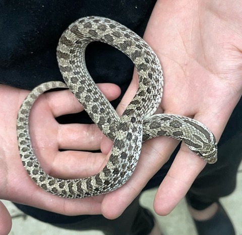 ヘビの商品一覧 | 爬虫類小動物の買取＆販売 ルームズー ナミヘビ、その他の商品一覧 | 爬虫類小動物の買取＆販売 ルームズー