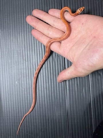 ヘビの商品一覧 | 爬虫類小動物の買取＆販売 ルームズー