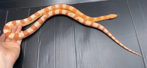 ヘビの商品一覧 | 爬虫類小動物の買取＆販売 ルームズー