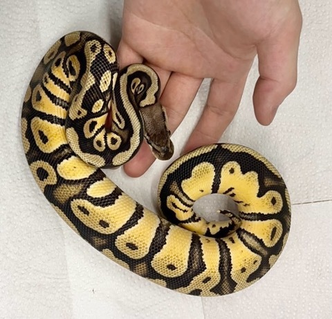 ヘビの商品一覧 | 爬虫類小動物の買取＆販売 ルームズー