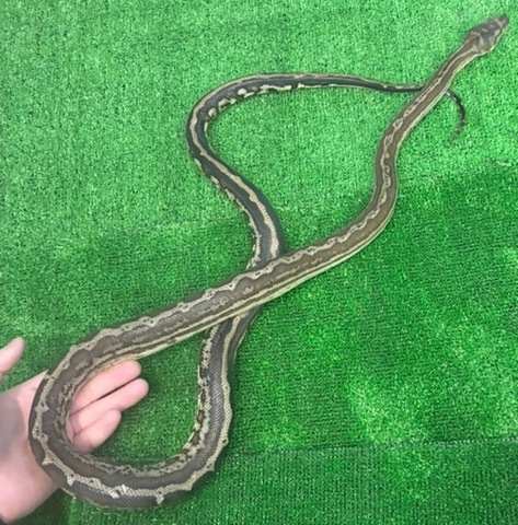 商品一覧 | 爬虫類小動物の買取＆販売 ルームズー