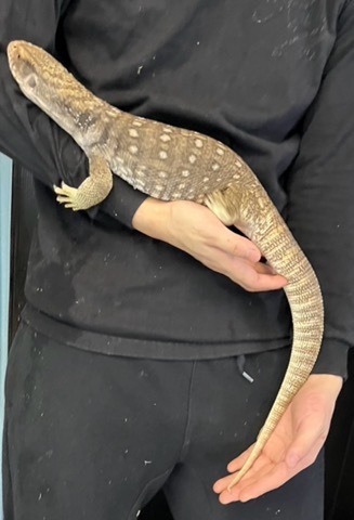 8395 サバンナモニター　アダルト 飼い込み