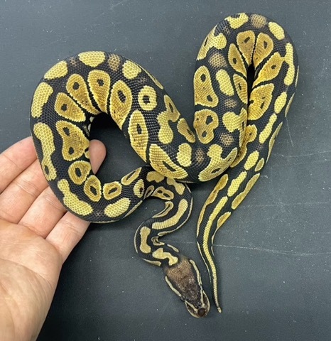 ヘビの商品一覧 | 爬虫類小動物の買取＆販売 ルームズー ボア