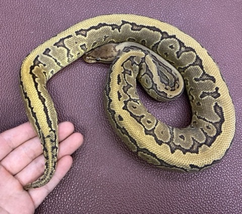ヘビの商品一覧 | 爬虫類小動物の買取＆販売 ルームズー ボア