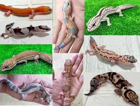 未分類の商品一覧 | 爬虫類小動物の買取＆販売 ルームズー