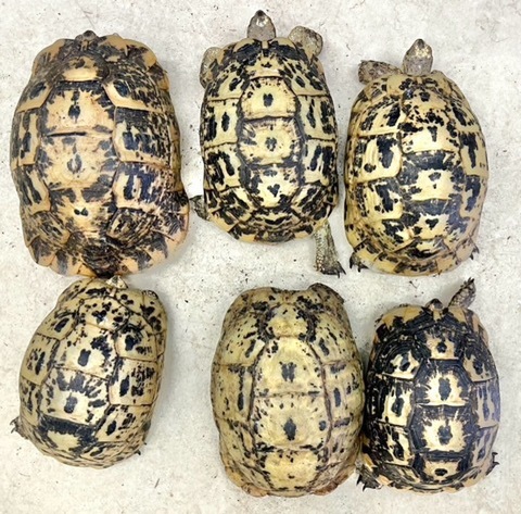 リクガメの商品一覧 | 爬虫類小動物の買取＆販売 ルームズー