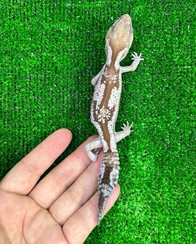 商品一覧 | 爬虫類小動物の買取＆販売 ルームズー