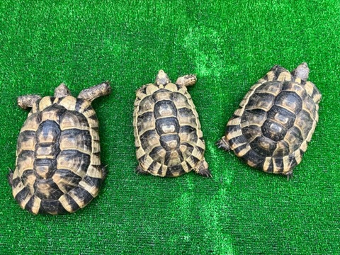 リクガメの商品一覧 | 爬虫類小動物の買取＆販売 ルームズー