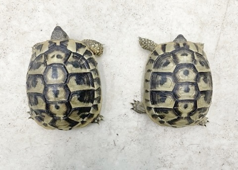 リクガメの商品一覧 | 爬虫類小動物の買取＆販売 ルームズー