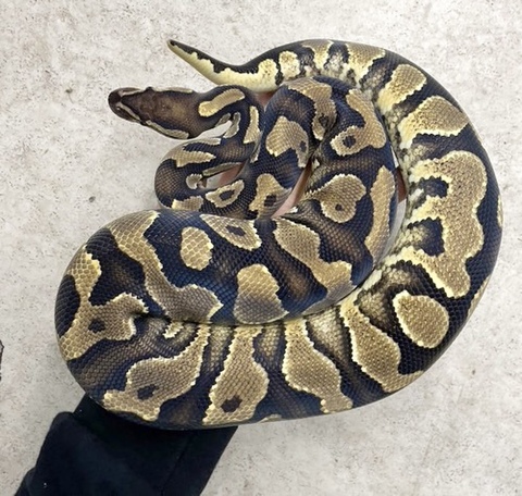 ヘビの商品一覧 | 爬虫類小動物の買取＆販売 ルームズー ボア