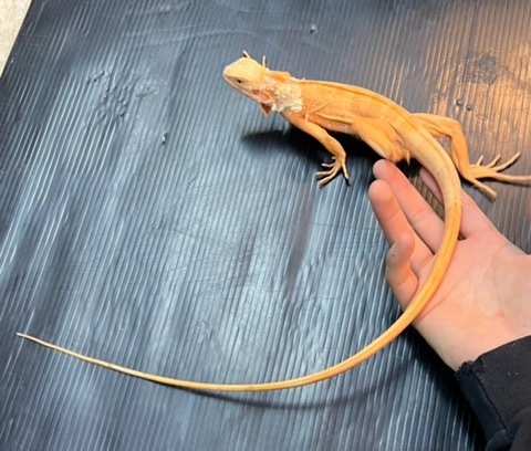 商品一覧 | 爬虫類小動物の買取＆販売 ルームズー